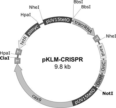 CRISPR/Cas9 Approach to Generate an Auxotrophic BCG Strain for Unmarked Expression of LTAK63 Adjuvant: A Tuberculosis Vaccine Candidate